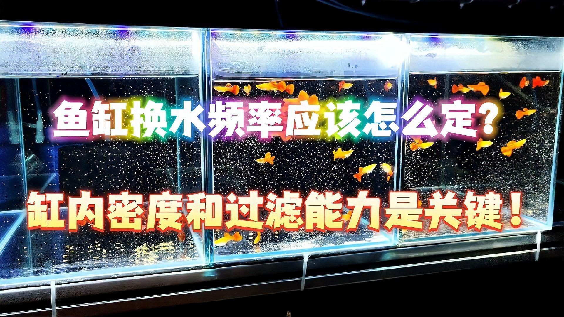 合缸后多久換一次水：合缸后的換水頻率需根據魚缸狀態、水質變化及適應情況動態調整