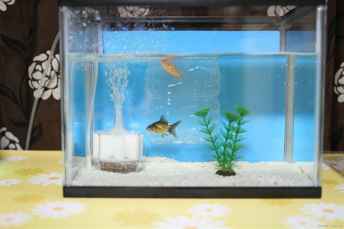合缸后多久換一次水：合缸后的換水頻率需根據魚缸狀態、水質變化及適應情況動態調整