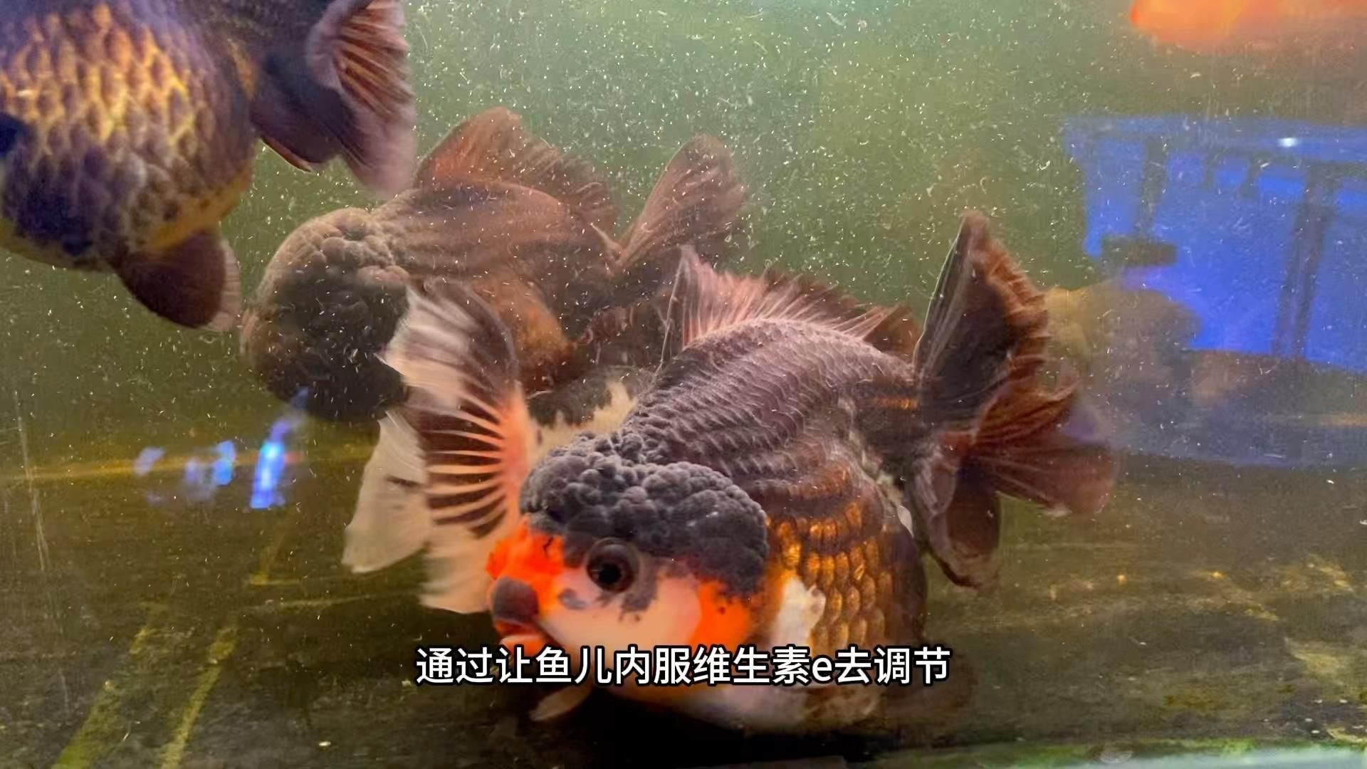 如何預(yù)防金魚炸鱗病的發(fā)生？：如何預(yù)防金魚炸鱗病
