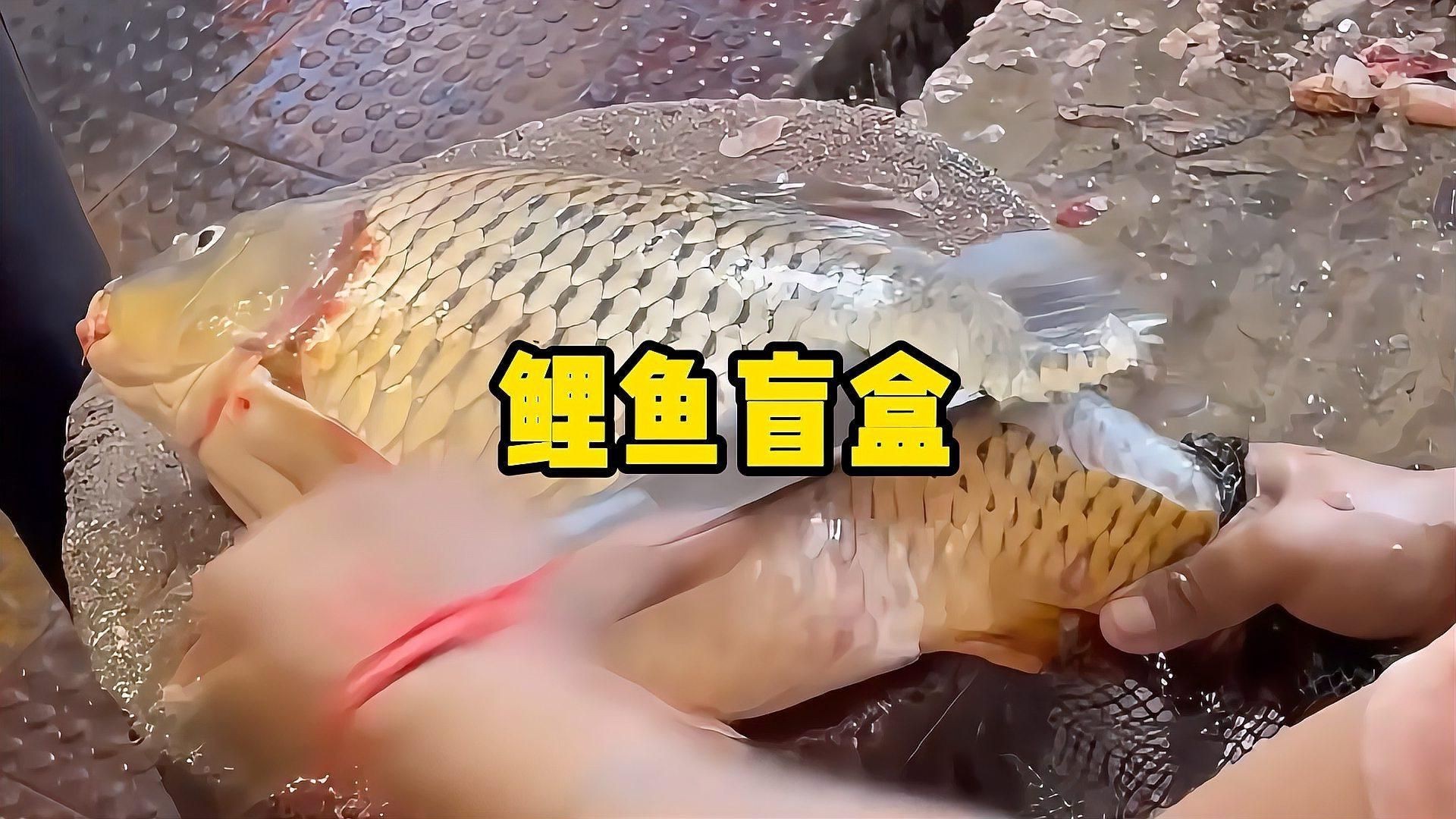開巨型盲魚盲盒：巨型盲魚盲盒開箱挑戰開鱈魚美味成功即大賺愛奇藝