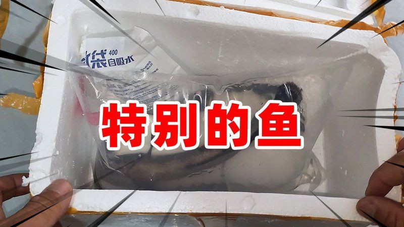 開巨型盲魚盲盒：巨型盲魚盲盒開箱挑戰開鱈魚美味成功即大賺愛奇藝