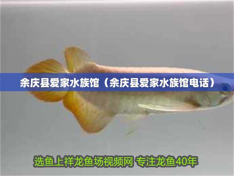 余慶水族店：二卡拉馬佐夫兄弟的鄰居 余慶水族店：二卡拉馬佐夫兄弟的鄰居 全國水族館企業名錄 第3張