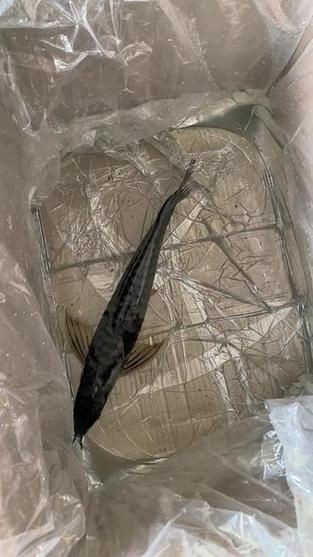 靈龍魚圖片大全：奧比島手游稀有龍魚