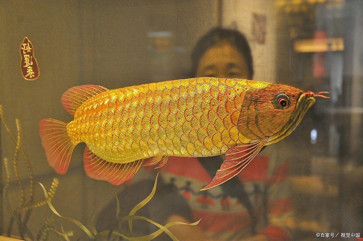 鄭州龍魚店：鄭州龍魚產業觀察