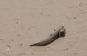 上虞龍魚店：上虞龍鱗壩夏日避暑勝地丁宅鄉(xiāng)龍鱗壩30分鐘車程 上虞龍魚店：上虞龍鱗壩夏日避暑勝地丁宅鄉(xiāng)龍鱗壩30分鐘車程 全國水族館企業(yè)名錄 第3張