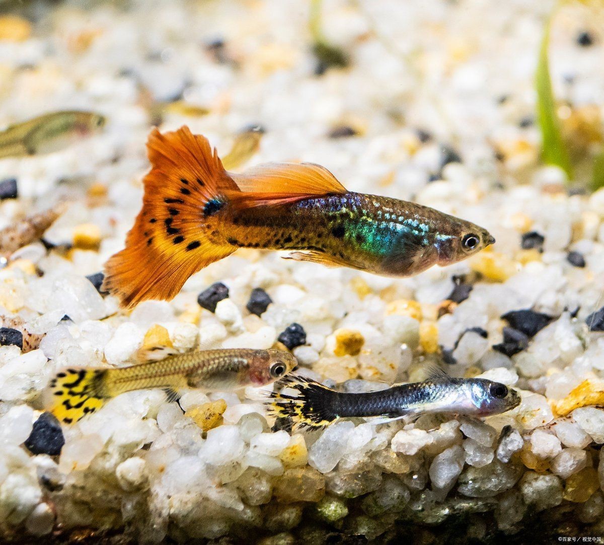 孔雀魚的正確養法：孔雀魚養不活新手必看5大黃金法則