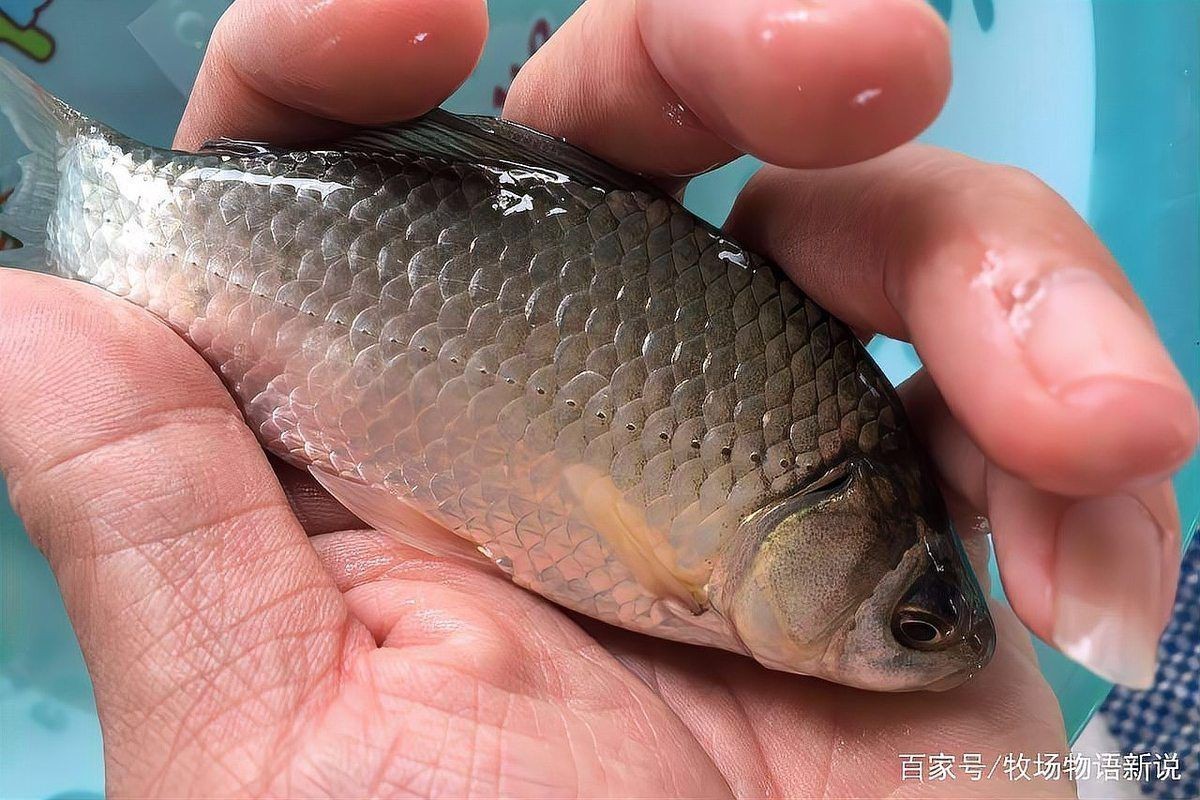 爛鰓病有哪些有效的中藥治療方法：惠農網，治療魚爛鰓病的最佳方法