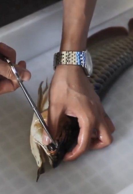 有哪些常見的紅龍魚苗美容手術？：天貝兄閑談,給龍魚“整容”是什么體驗