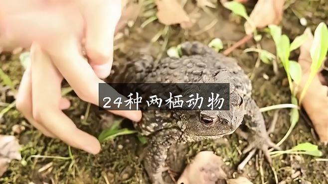 兩棲動物有哪些：兩棲動物旅途兩棲類動物有哪些看完你就明白了