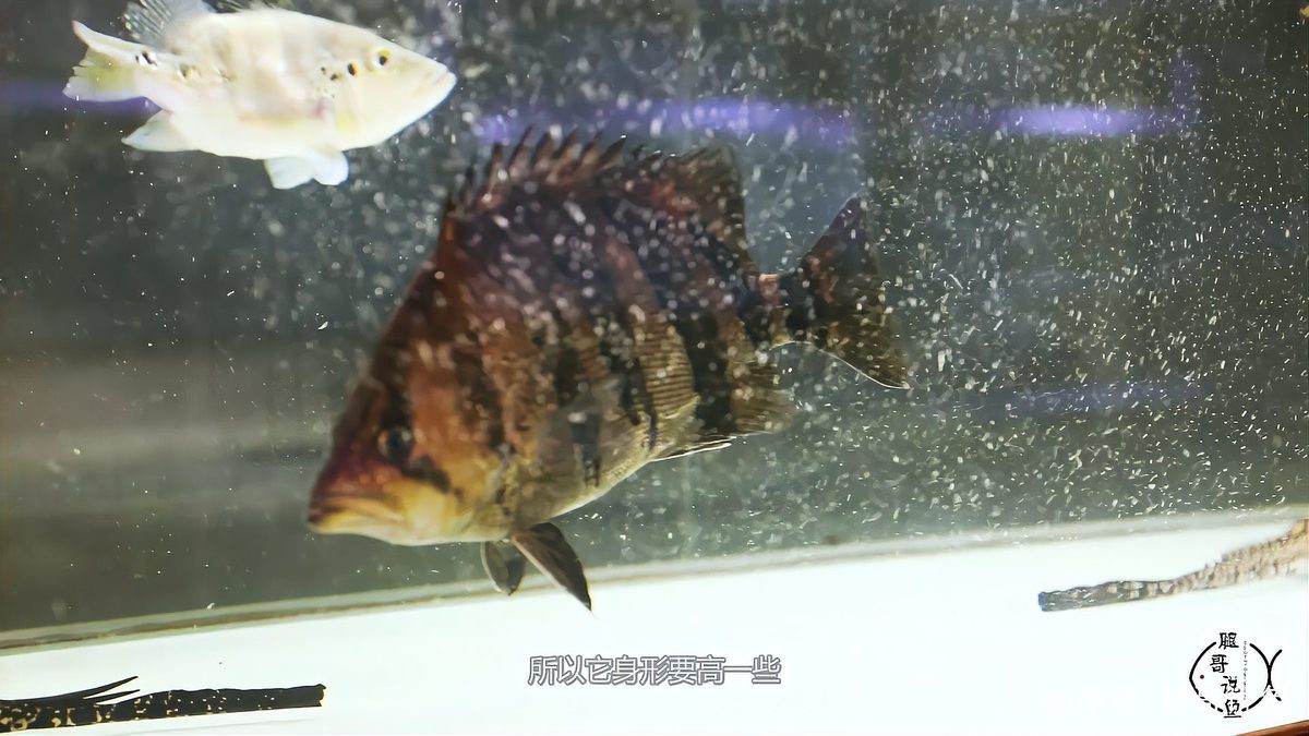 三紋印尼虎屬于什么檔次：三紋印尼虎三紋印尼虎三紋印尼虎的觀賞價值與市場定位