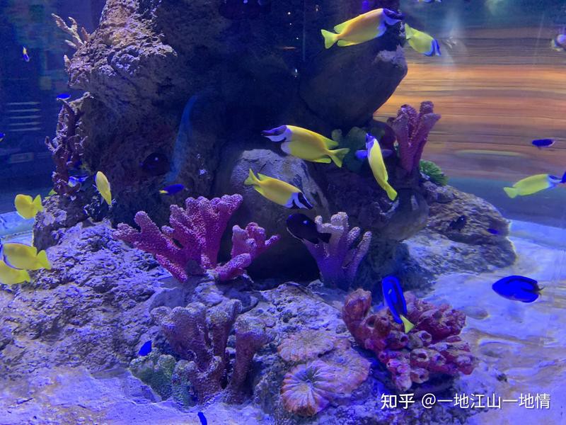 嘉定水族店：嘉定鵬新海洋世界有哪些優(yōu)惠活動