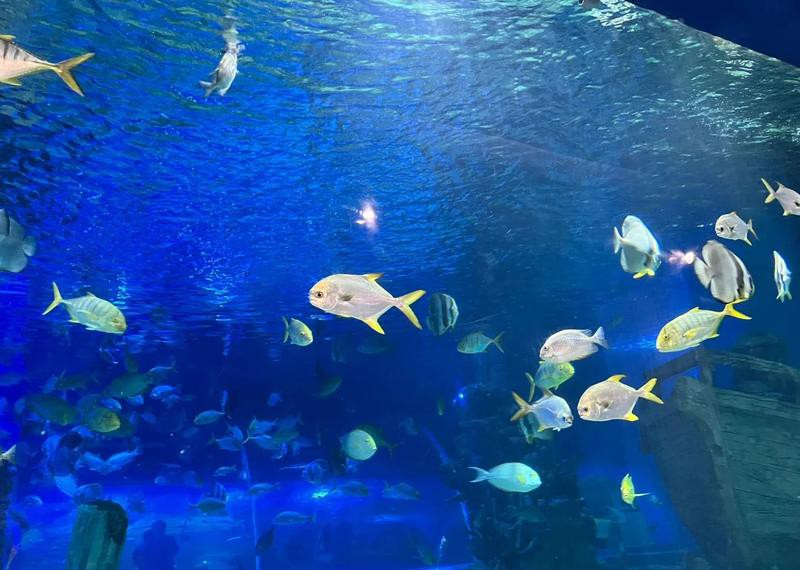 嘉定水族店：嘉定鵬新海洋世界有哪些優(yōu)惠活動