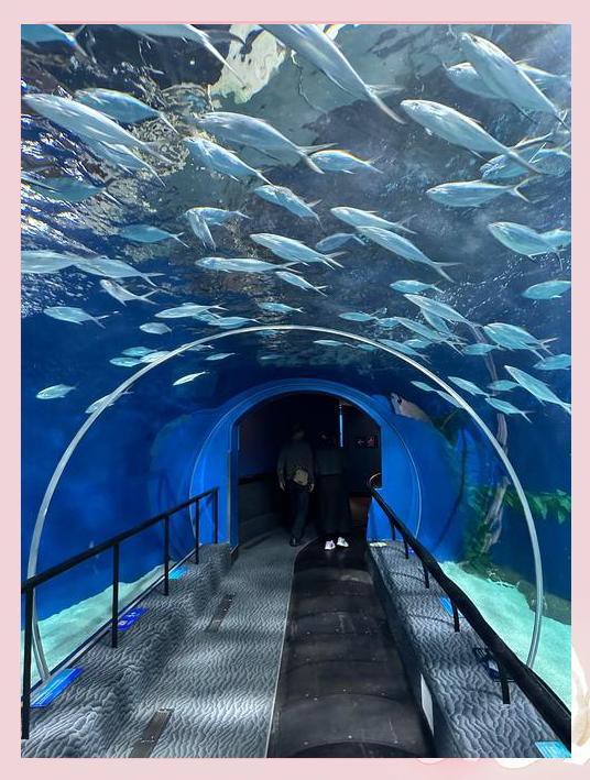嘉定水族店：嘉定鵬新海洋世界有哪些優(yōu)惠活動