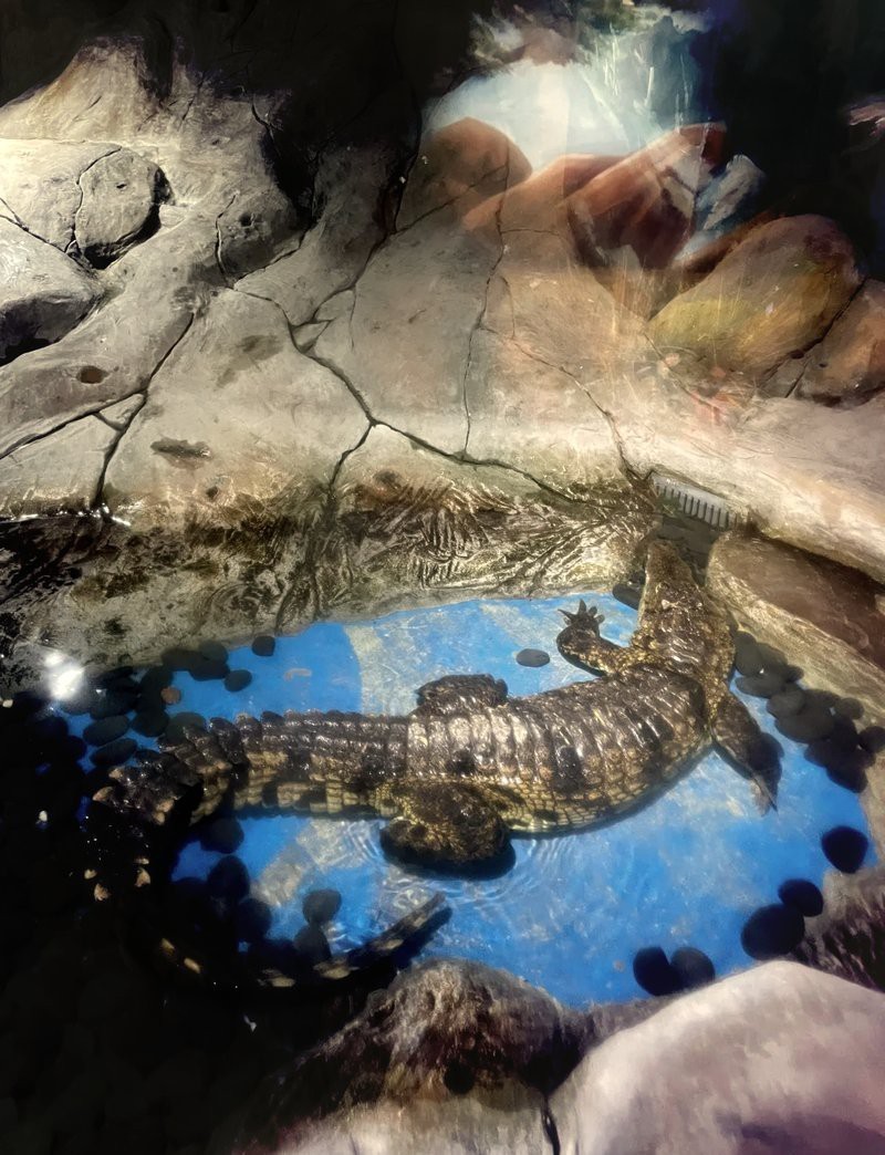 嘉定水族店：嘉定鵬新海洋世界有哪些優(yōu)惠活動