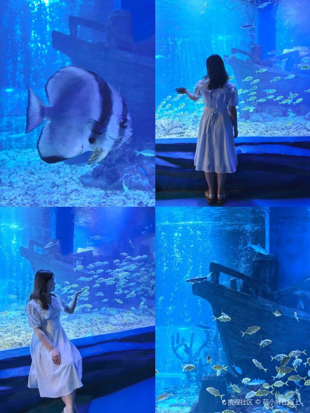 嘉定水族店：嘉定鵬新海洋世界有哪些優(yōu)惠活動