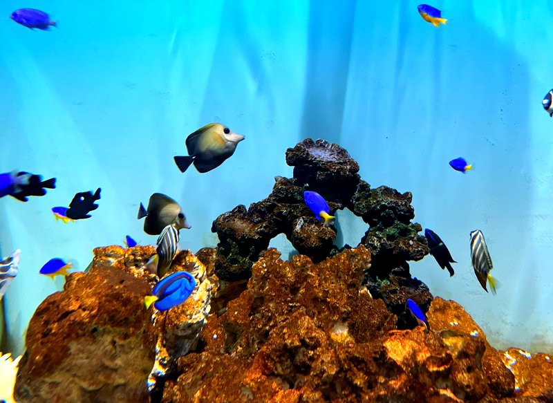 嘉定水族店：嘉定鵬新海洋世界有哪些優(yōu)惠活動