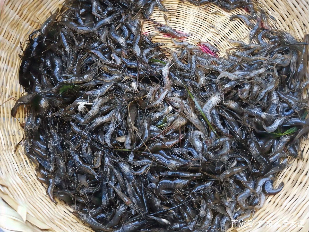 撈小魚小蝦：北京撈小魚小蝦的地點、工具和體驗綜合信息：06:00
