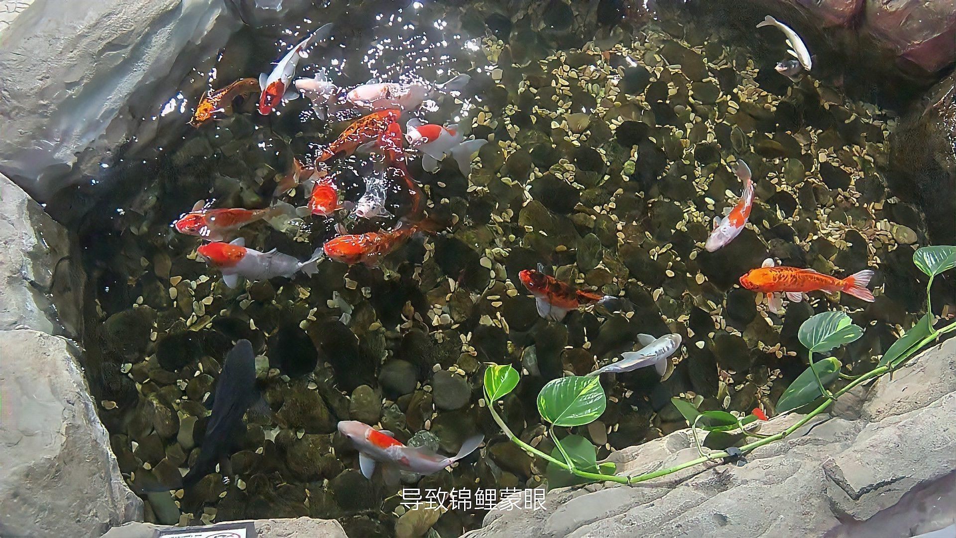 如何預防錦鯉蒙眼病的發生？：如何預防錦鯉蒙眼病
