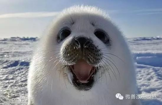 海象肉為何要盡量少吃：海象肉為什么要盡量少吃？
