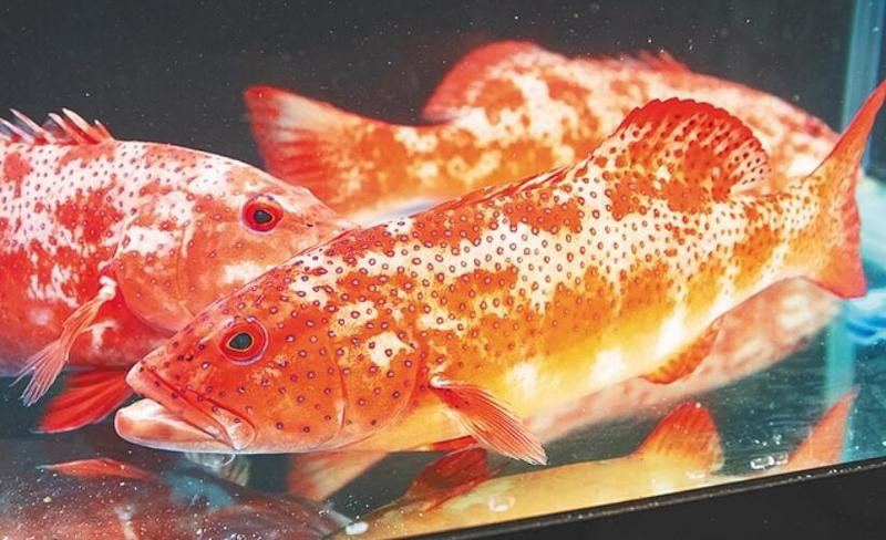 萬寧龍魚店：萬寧市禮紀(jì)鎮(zhèn)農(nóng)貿(mào)市場內(nèi)的「萬寧禮紀(jì)進(jìn)龍魚攤點(diǎn)信息