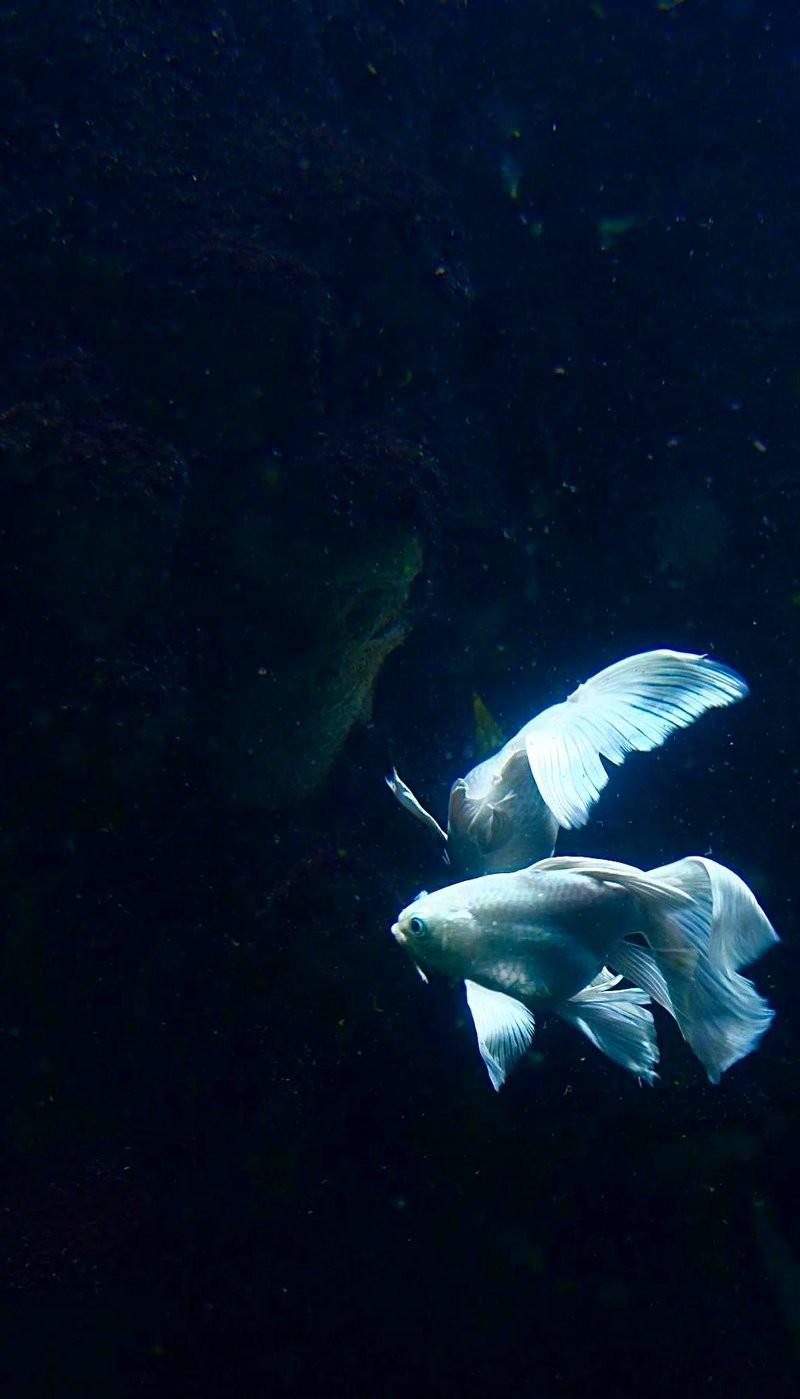 九江水族店：九江水族館體系主要包含以下幾個特色場館