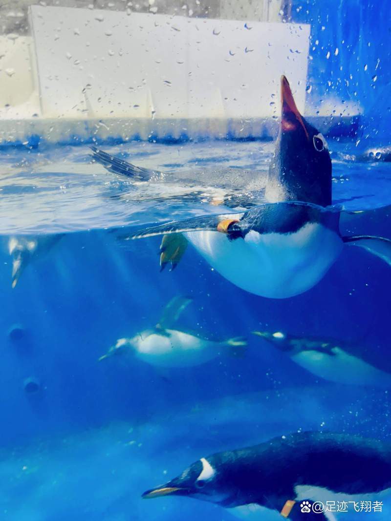 九江水族店：九江水族館體系主要包含以下幾個特色場館