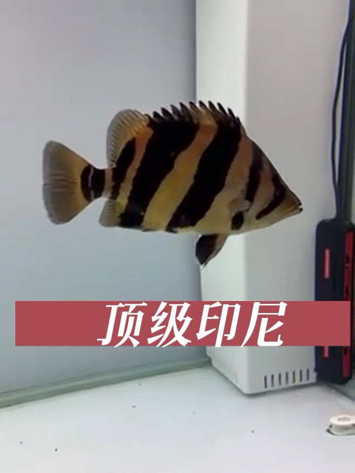 三紋虎和四紋虎的區(qū)別圖片：三紋虎與四紋虎的區(qū)別 三紋虎和四紋虎的區(qū)別圖片：三紋虎與四紋虎的區(qū)別 龍魚論壇 第7張