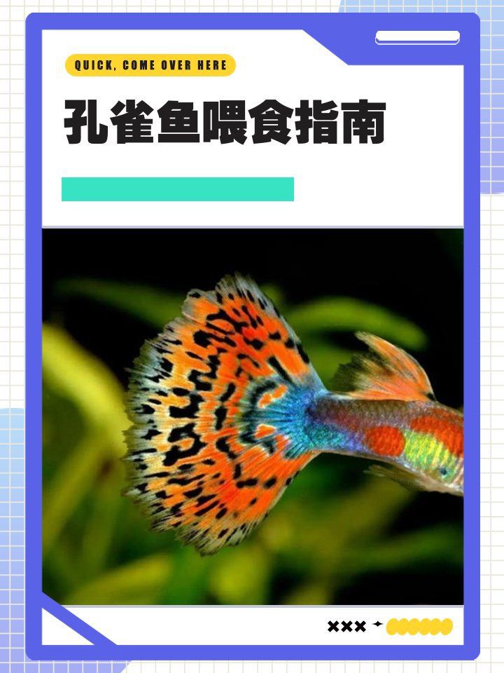 孔雀龍魚喂食勺：孔雀魚怎么養(yǎng)到爆缸