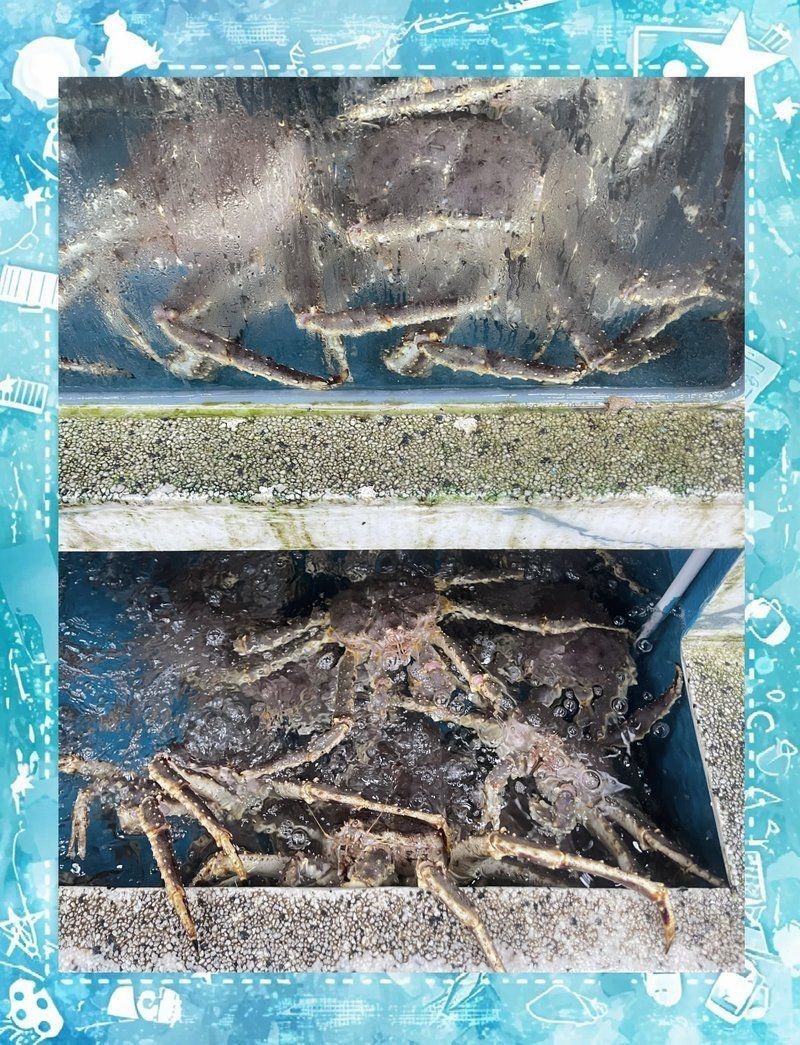 舟山魚缸批發(fā)市場：舟山國際水產(chǎn)城——中國第一魚市