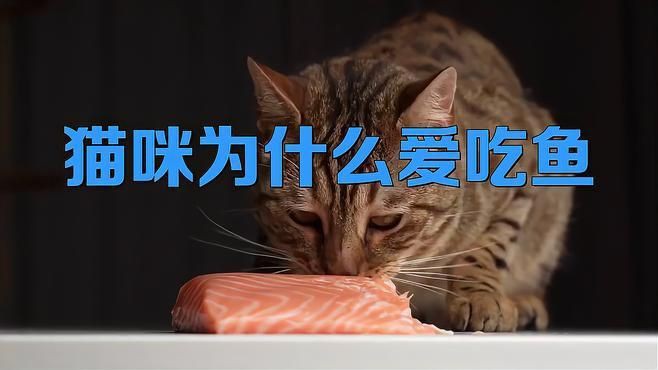 貓會吃魚缸里的魚嗎：你被貓貓愛吃魚忽悠了多久呢