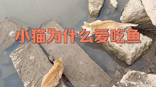 貓會吃魚缸里的魚嗎：你被貓貓愛吃魚忽悠了多久呢