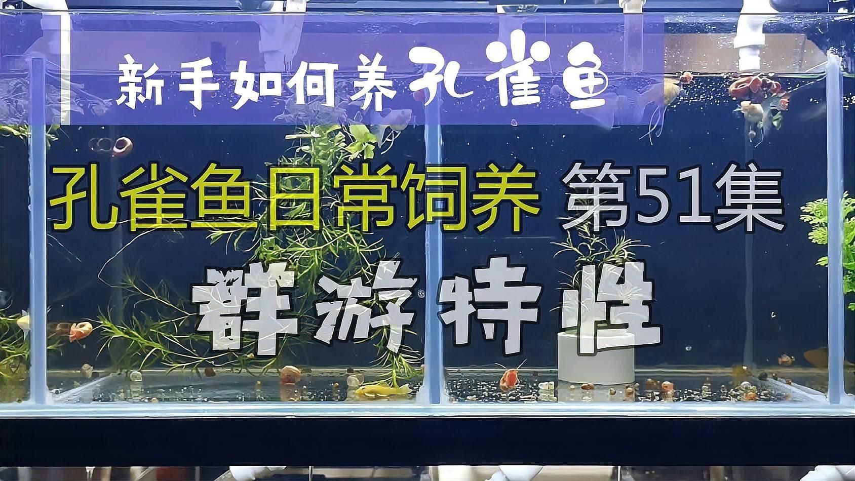 孔雀魚特點介紹：8種罕見高端孔雀魚,最后一種身價過千, 孔雀魚特點介紹：8種罕見高端孔雀魚,最后一種身價過千, 龍魚百科 第8張