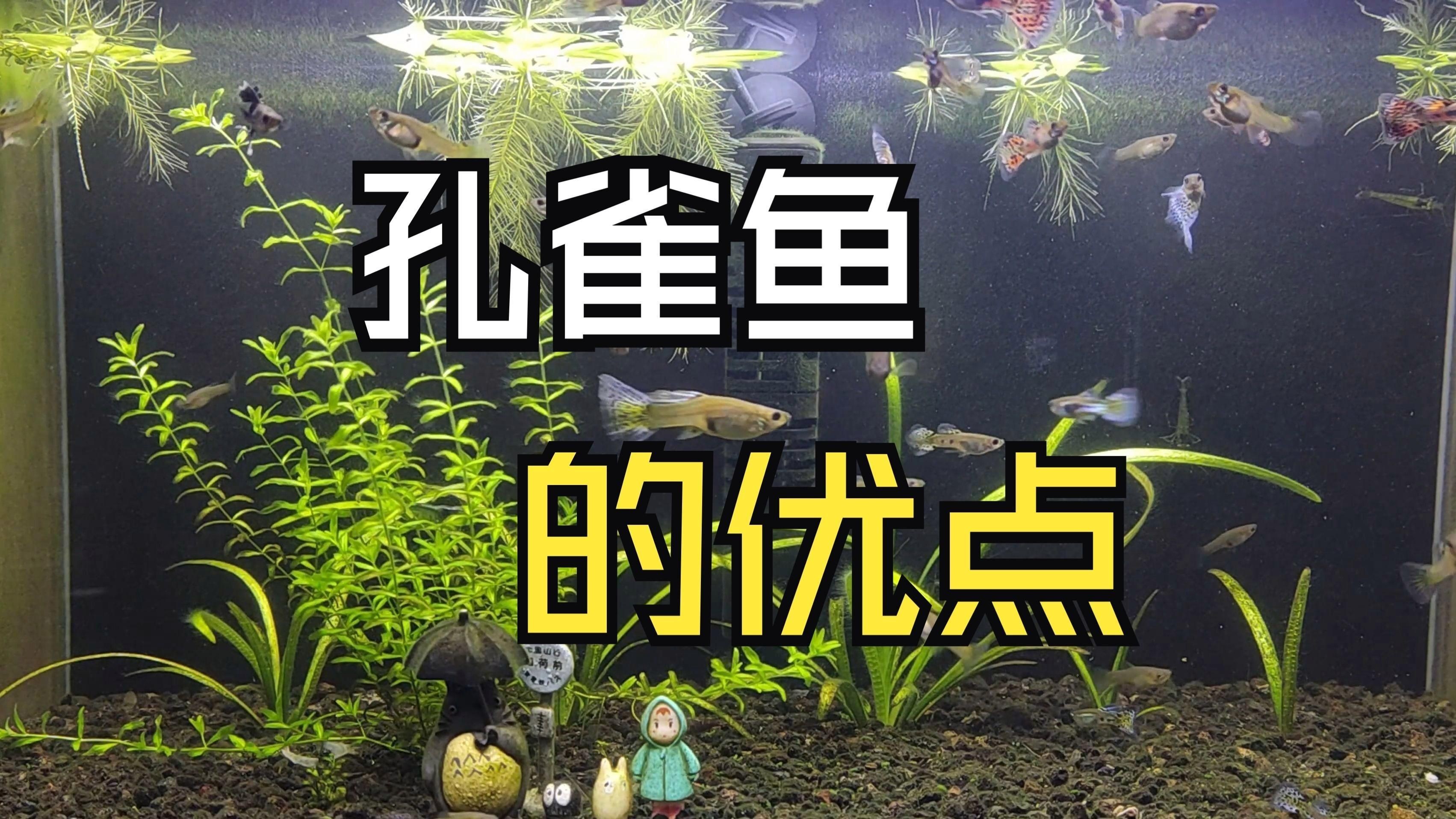 孔雀魚特點介紹：8種罕見高端孔雀魚,最后一種身價過千, 孔雀魚特點介紹：8種罕見高端孔雀魚,最后一種身價過千, 龍魚百科 第1張