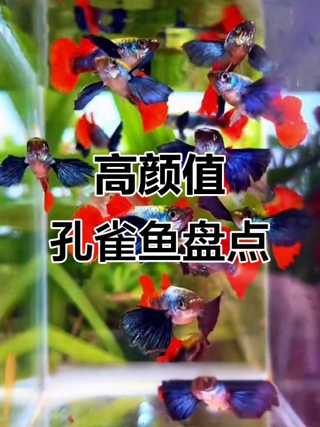 孔雀魚特點介紹：8種罕見高端孔雀魚,最后一種身價過千, 孔雀魚特點介紹：8種罕見高端孔雀魚,最后一種身價過千, 龍魚百科 第4張