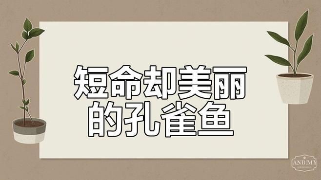 孔雀魚特點介紹：8種罕見高端孔雀魚,最后一種身價過千, 孔雀魚特點介紹：8種罕見高端孔雀魚,最后一種身價過千, 龍魚百科 第6張