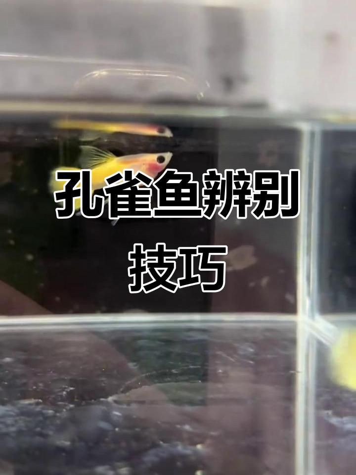孔雀魚特點介紹：8種罕見高端孔雀魚,最后一種身價過千, 孔雀魚特點介紹：8種罕見高端孔雀魚,最后一種身價過千, 龍魚百科 第3張