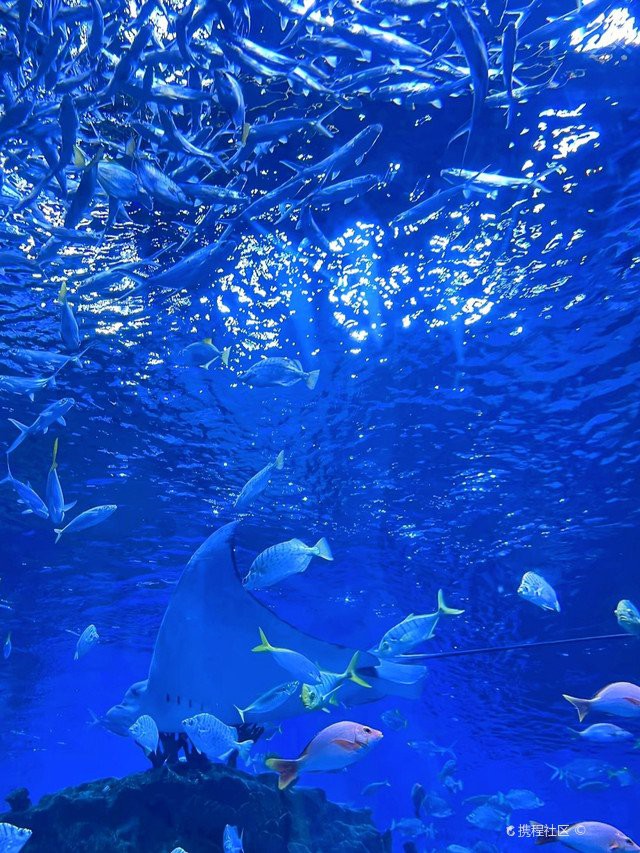 東莞水族店：東莞水族市場在哪里有哪些高端水族店推薦nick