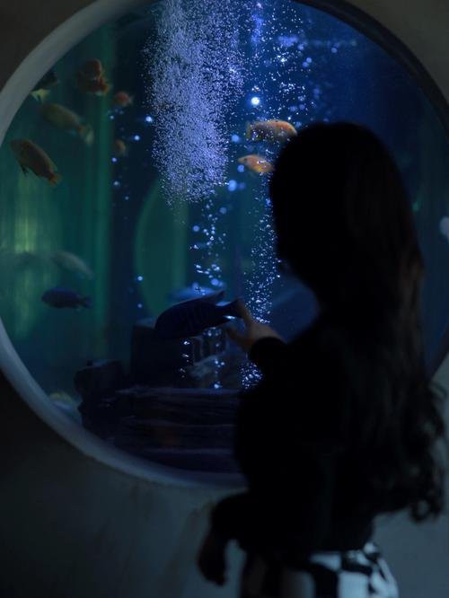 東莞水族店：東莞水族市場在哪里有哪些高端水族店推薦nick