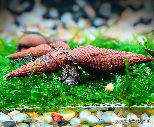 上思水族店：上思水族店地址在哪里 上思水族店：上思水族店地址在哪里 全國水族館企業名錄 第1張