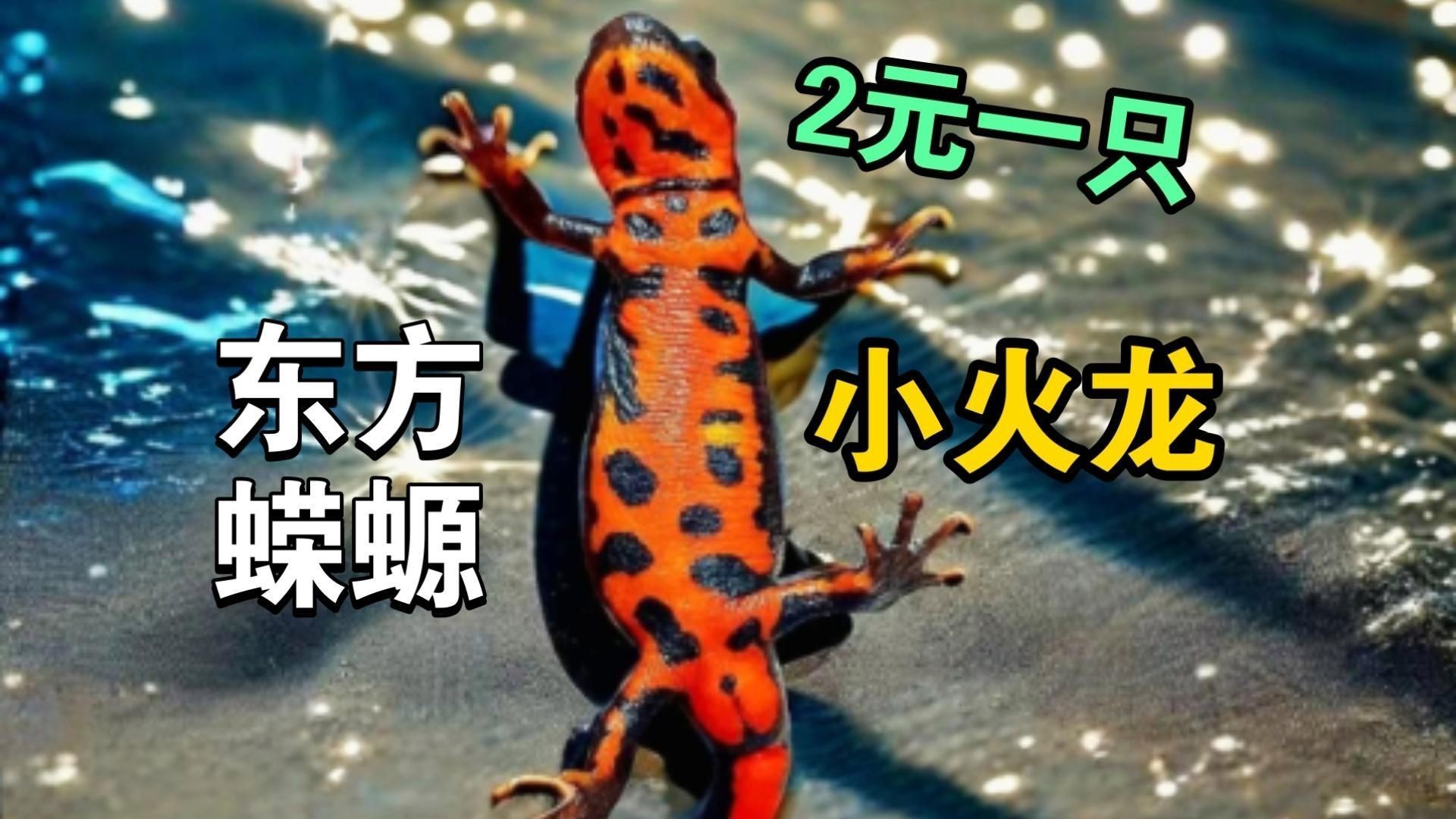 小火龍魚的市場需求有多大？：小火龍蠑螈飼養指南