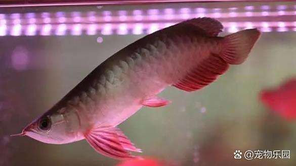 如何判斷龍魚浮頭沉尾是否嚴重？：龍魚沉頭有哪些癥狀