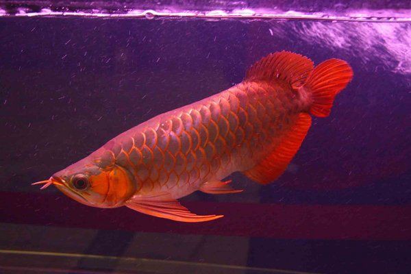 如何判斷龍魚浮頭沉尾是否嚴重？：龍魚沉頭有哪些癥狀