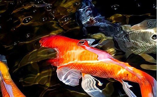 牡丹鯉魚寓意：牡丹與鯉魚在中國傳統(tǒng)文化中常被組合運用