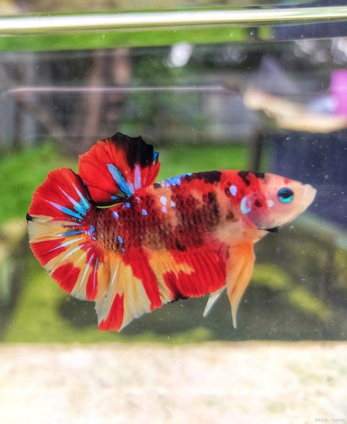 孔雀魚炸鱗能自愈嗎：孔雀魚炸鱗怎么治療 孔雀魚炸鱗能自愈嗎：孔雀魚炸鱗怎么治療 龍魚百科 第4張