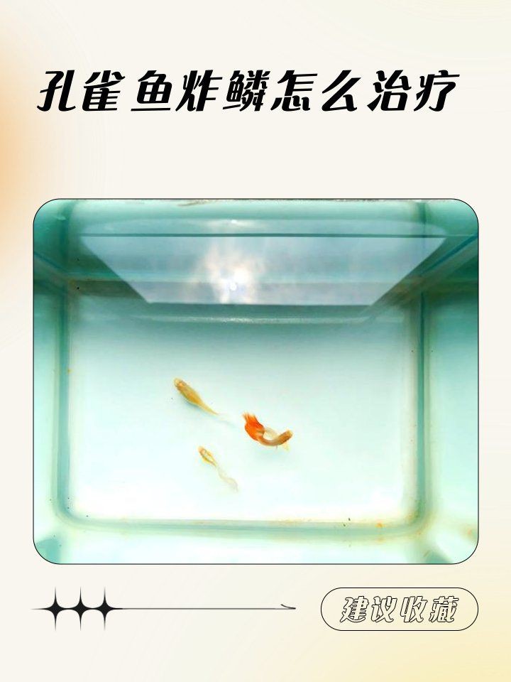孔雀魚炸鱗能自愈嗎：孔雀魚炸鱗怎么治療 孔雀魚炸鱗能自愈嗎：孔雀魚炸鱗怎么治療 龍魚百科 第8張