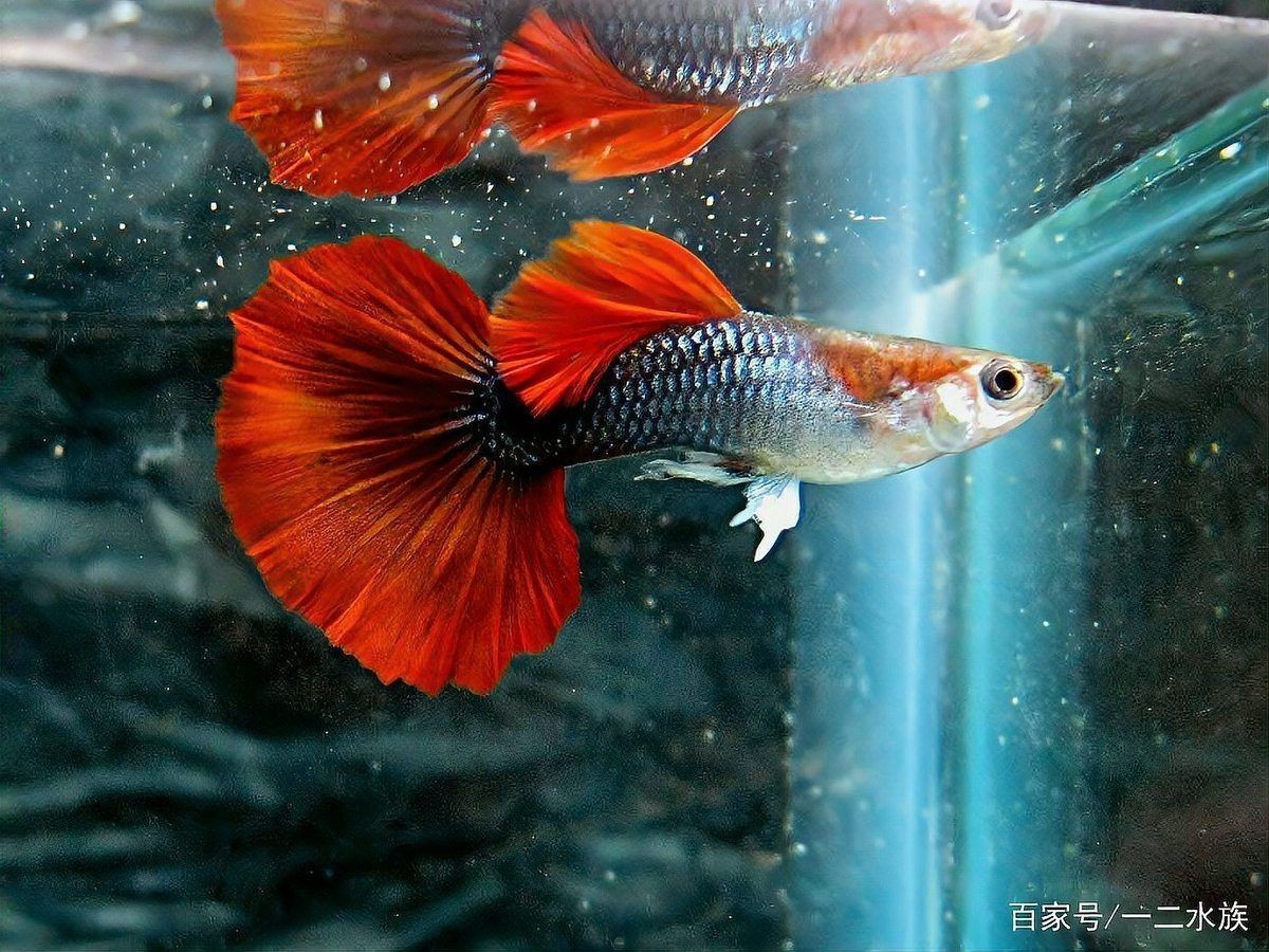孔雀魚炸鱗能自愈嗎：孔雀魚炸鱗怎么治療 孔雀魚炸鱗能自愈嗎：孔雀魚炸鱗怎么治療 龍魚百科 第11張