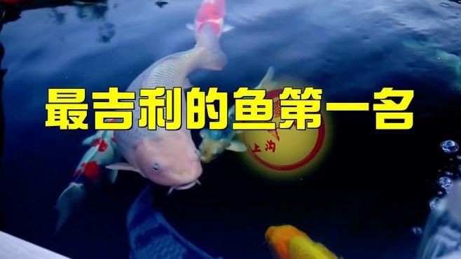 最吉利的魚第一名:最吉利的風(fēng)水魚 龍魚百科 第1張 最吉利的魚第一名:最吉利的風(fēng)水魚 最吉利的魚第一名:最吉利的風(fēng)水魚 龍魚百科 第1張