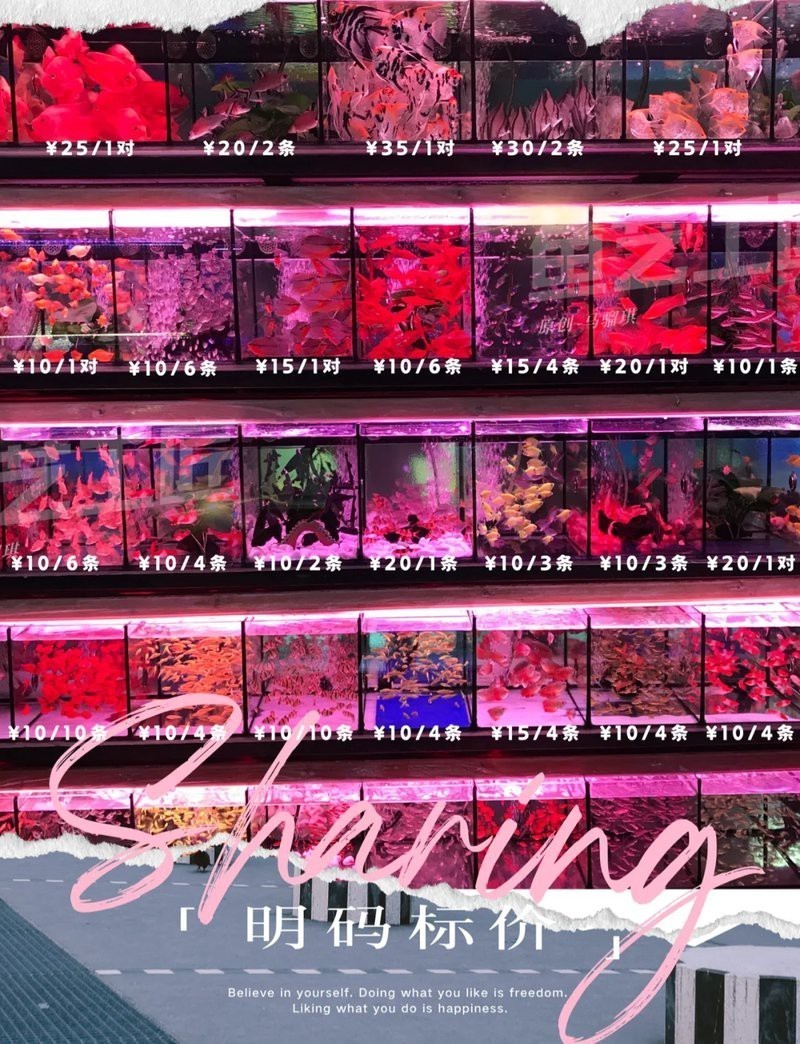 <strong><mark>佛山</mark></strong>水族店：45,<strong><mark>佛山</mark></strong>大瀝的寶藏水族店,你知道嗎