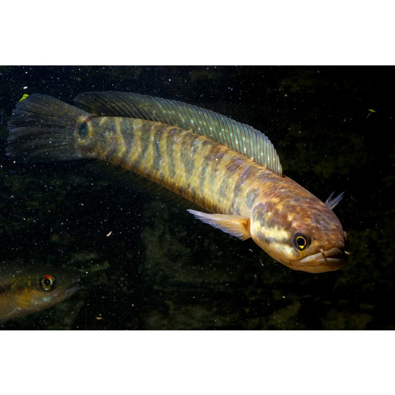 三紋虎魚為什么那么貴：三紋回歸珍貴之謎