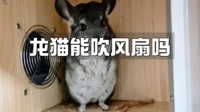 放風時如何確保龍貓安全？【如何帶龍貓放風】